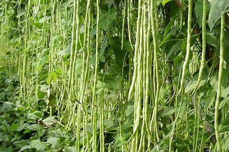 豆角用什么肥料产量高