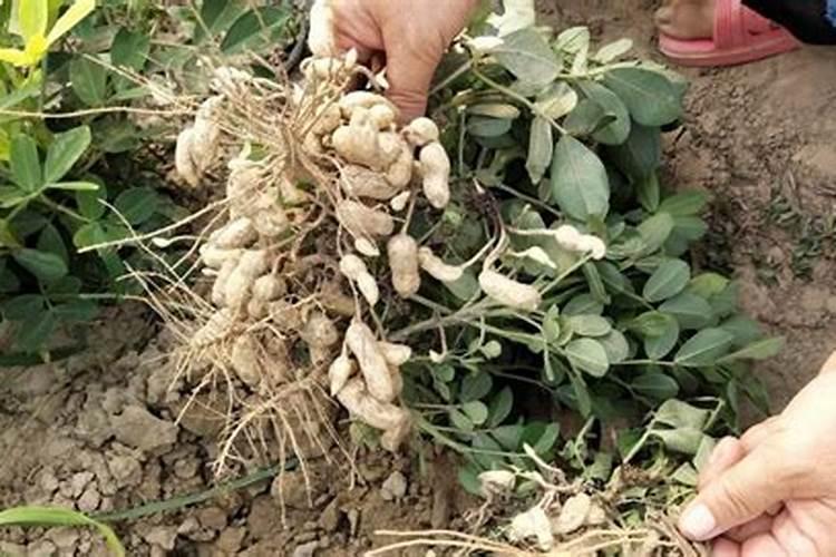 花生能做花肥吗 用花生怎么做肥料呢