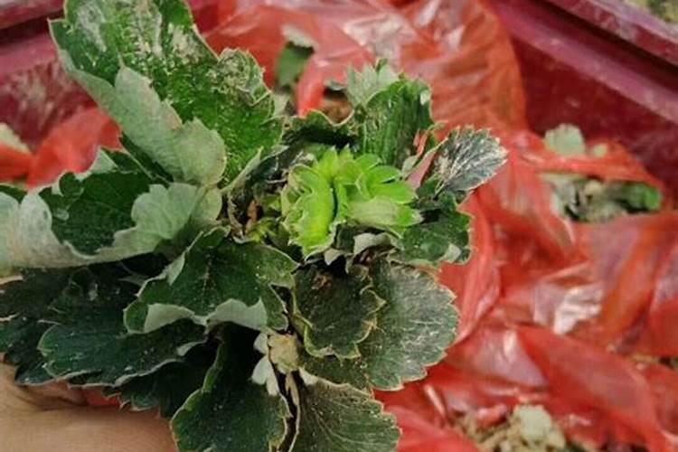 大棚草莓如何施肥才能高产
