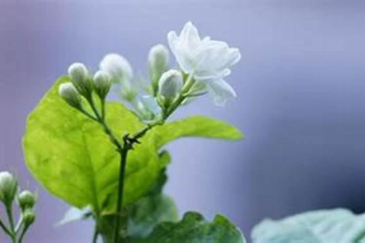茉莉花最好的肥料是什么？