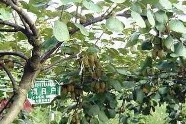 猕猴桃萌芽肥施什么肥最好 猕猴桃萌芽肥施肥简述