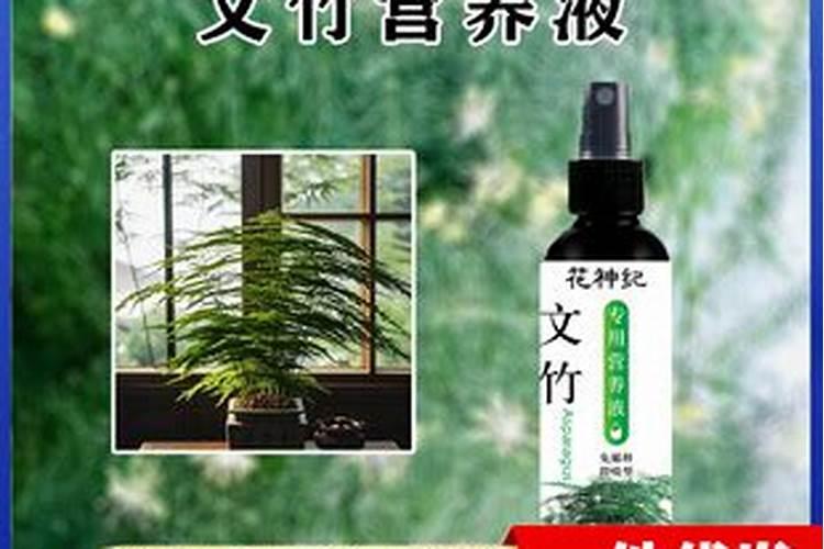 文竹盆景施什么肥