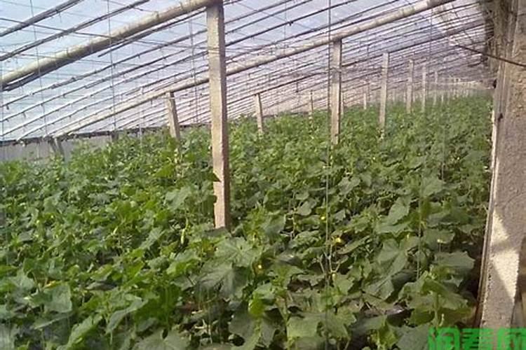 黄瓜沾花时加叶面肥可以的。