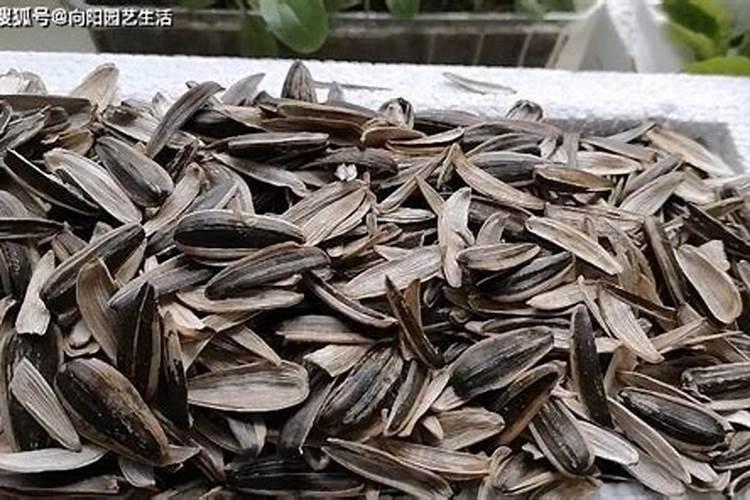 瓜子壳可以当肥料放花盆里吗