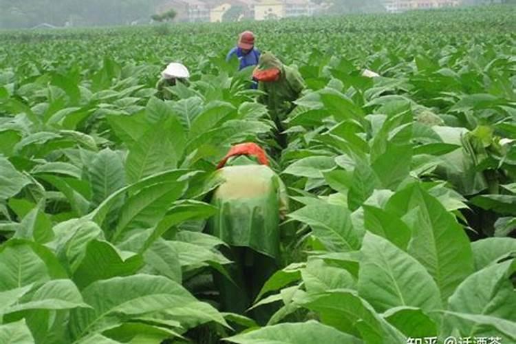 烟草应该施什么类型的氮肥 烟草施肥的的技术要点介绍