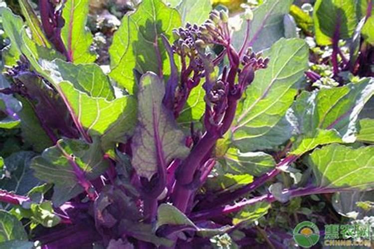 红菜苔追肥要点 红菜苔高产养殖方法