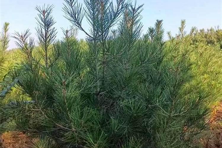 如何给白皮松施肥？移栽后的白皮松施肥方法