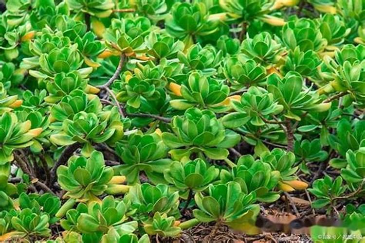 玉树施什么肥好