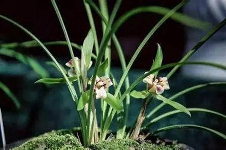 兰花怎样施肥？