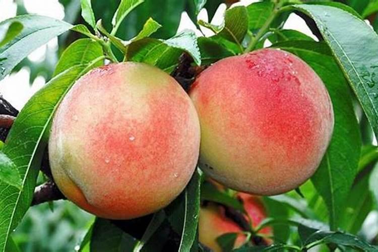 桃子成熟前半个月冲施钙肥行吗