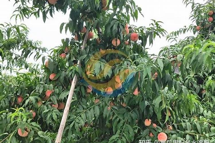 桃子成熟前怎么提高硬度 补充钙肥有用吗
