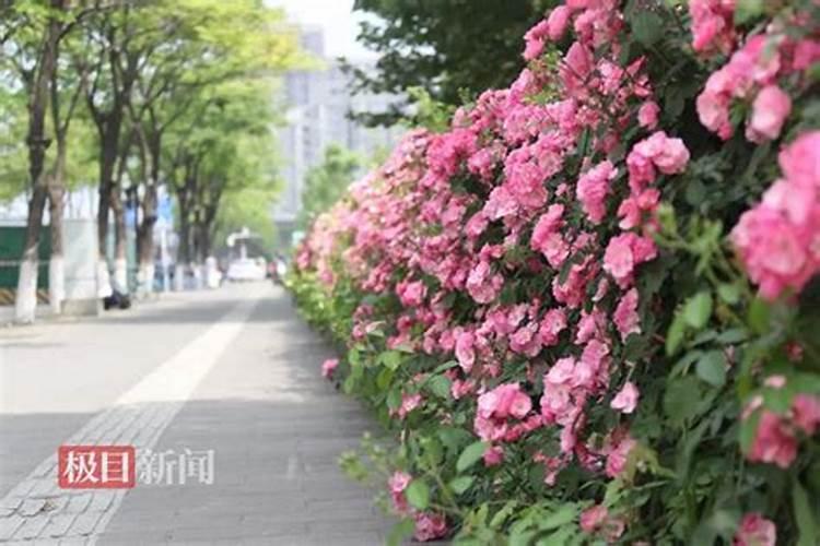 大花香水月季花期施肥技术要求有哪些？