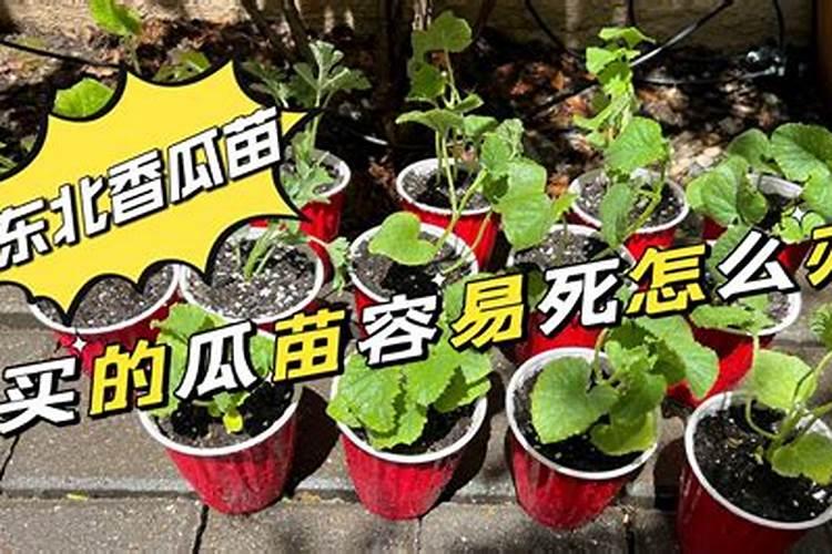 香瓜的田间管理有哪些要点