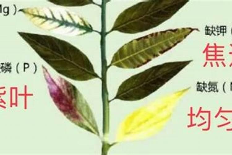 花卉缺肥的几种表现 会有什么现象