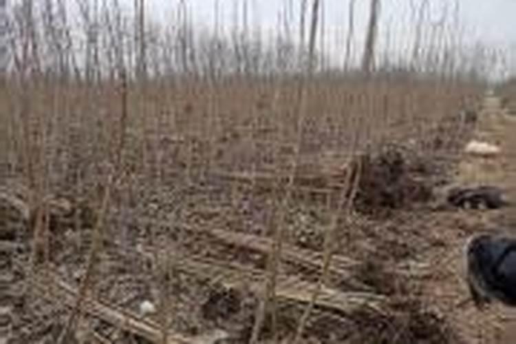 吉德一号杨种植方法