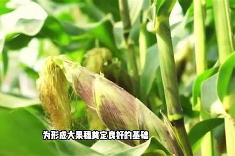 马铃薯用什么叶面肥好 打几次效果好