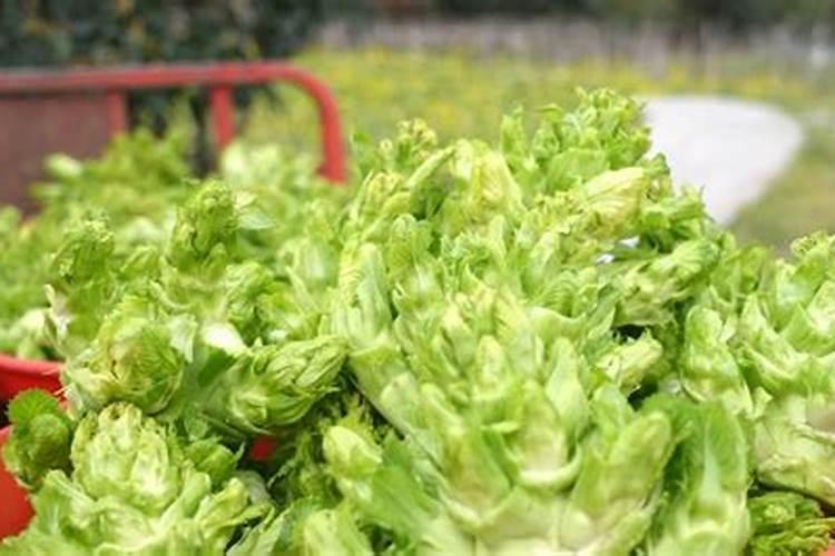 娃娃菜开始卷心时打什么药好？