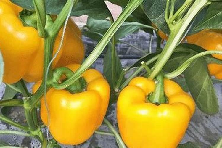 夏季甜椒落花落果是什么引起的？应该如何预防呢？