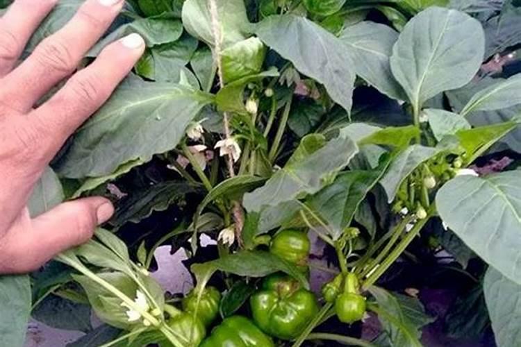 甜椒的种植技术及管理要点