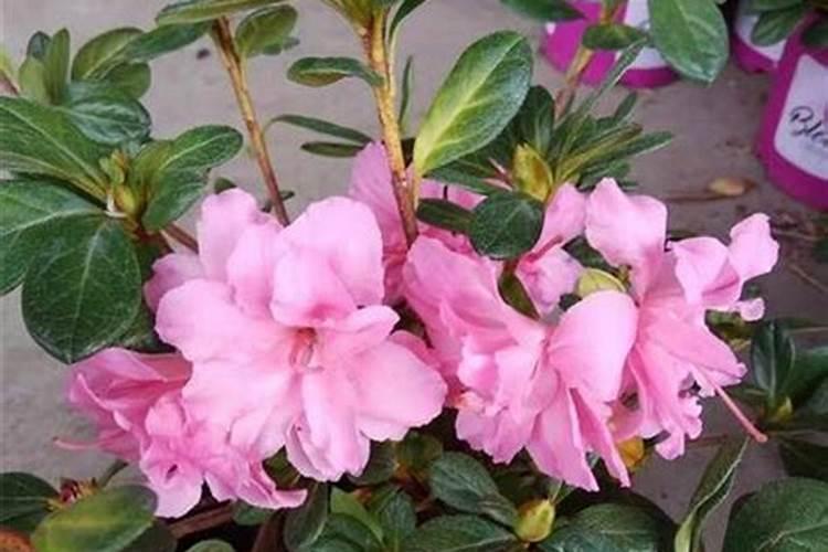 花多多2号是什么肥