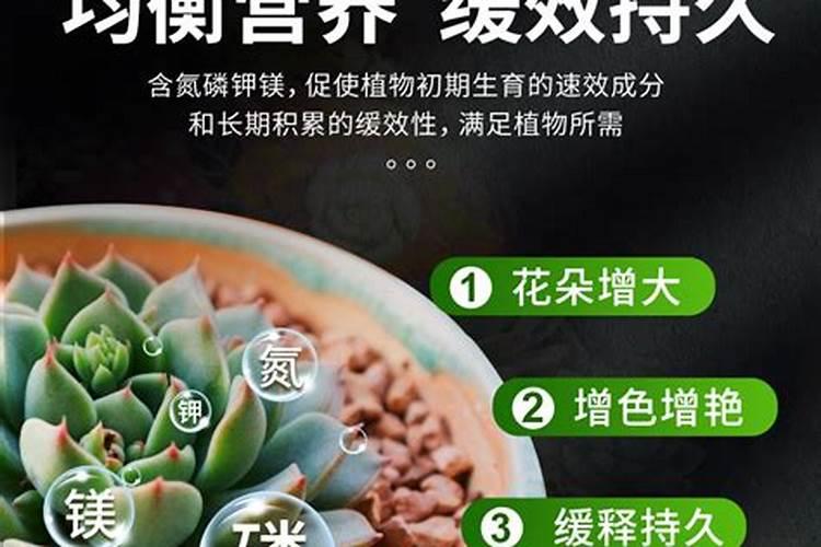 兰花和多肉哪个容易养(多肉和兰花的土差不多吧)