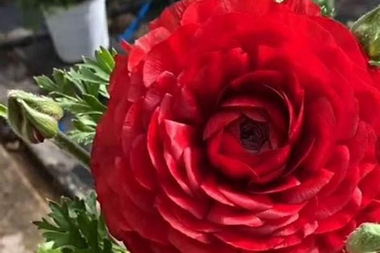 芹叶牡丹一年开几次花