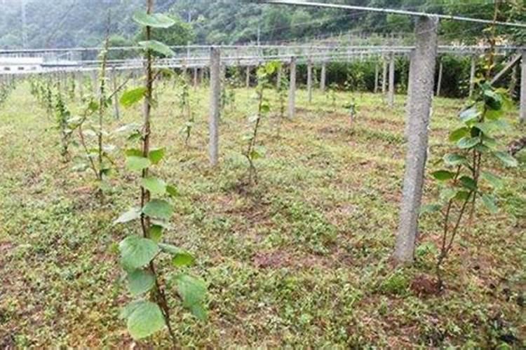 红阳猕猴桃简介 金艳猕猴桃种植技术
