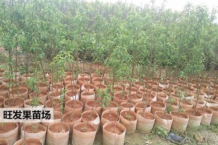 桃树苗种植步骤详细介绍 桃树怎么施肥浇水好