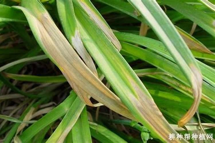 黄花菜开花期想要施肥,应该怎么施肥呢？