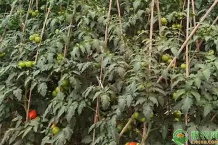 芋头怎么种植方法