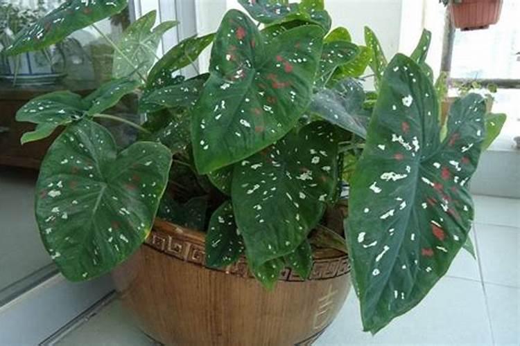 五彩芋(彩叶芋)什么时候开花