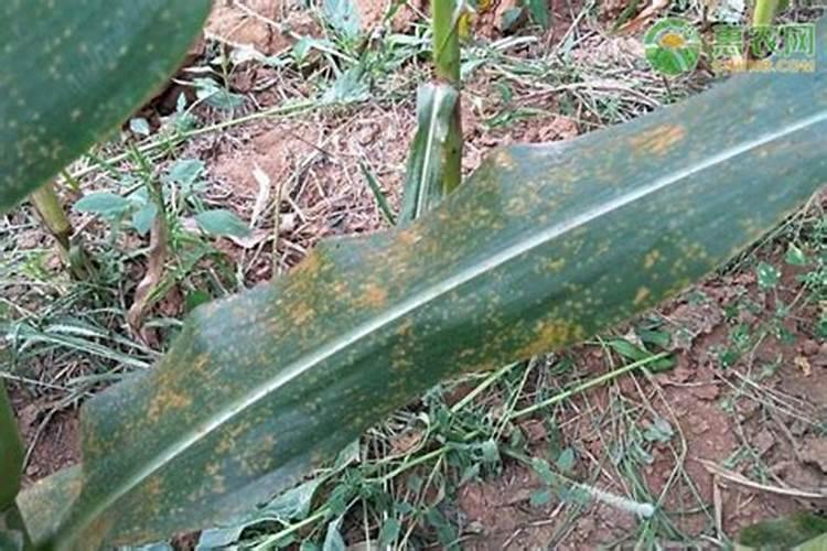 大蒜锈病用什么药效果最好