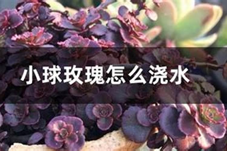 小球玫瑰怎么施肥