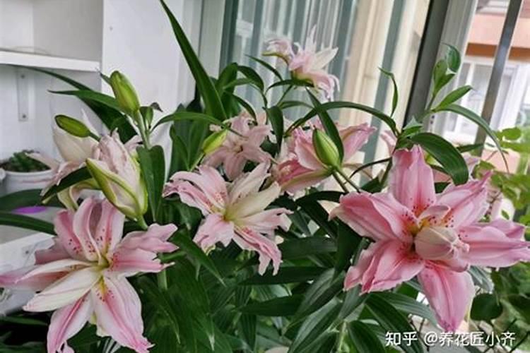 百合花可以用复合肥吗