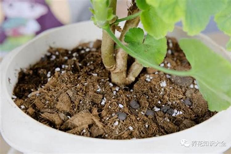 养花时为土壤杀虫杀菌最好用哪种药剂