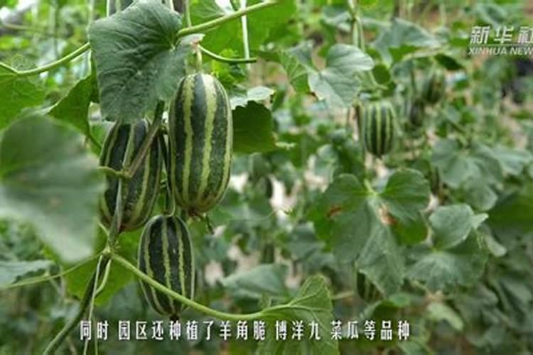 增加果实甜度的妙招