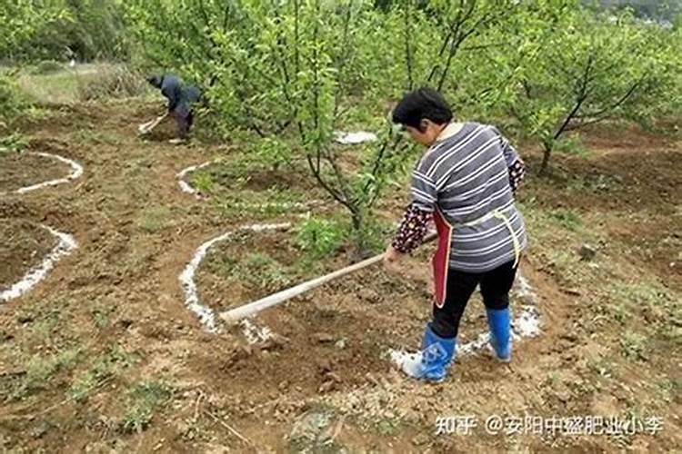今年新栽的树是否可以施肥 施肥的注意事项