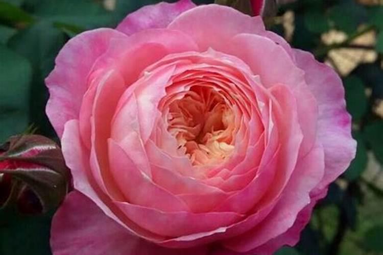 月季花什么时候施肥 月季花哪时候施肥比较好