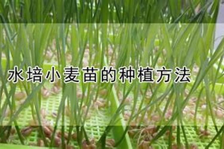 小麦叶一打卷什么原因,谢谢