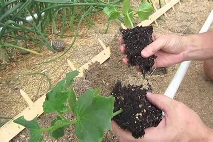 移载植物为什么不能马上施肥浇水