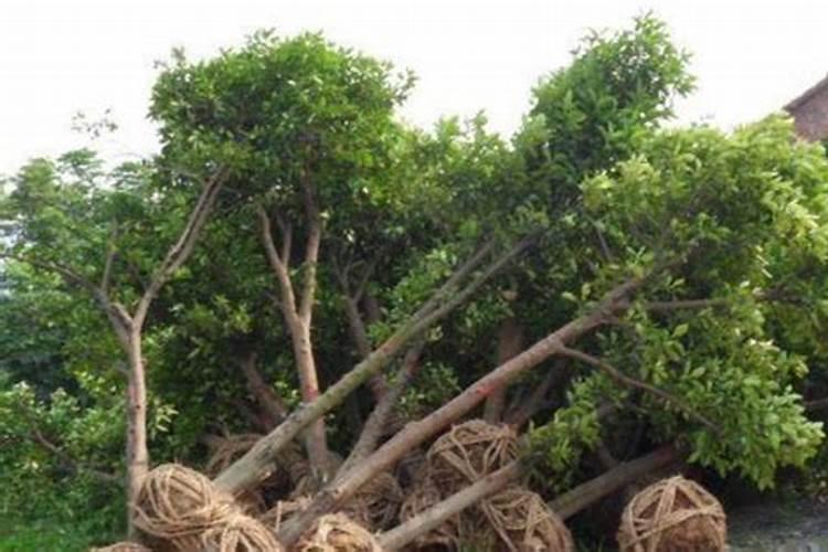 移栽的映山红需要什么肥料？