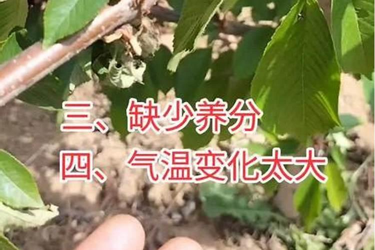 樱桃幼果期落果的原因有哪些 如何解决