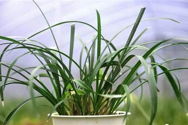 月季花施肥施什么肥料