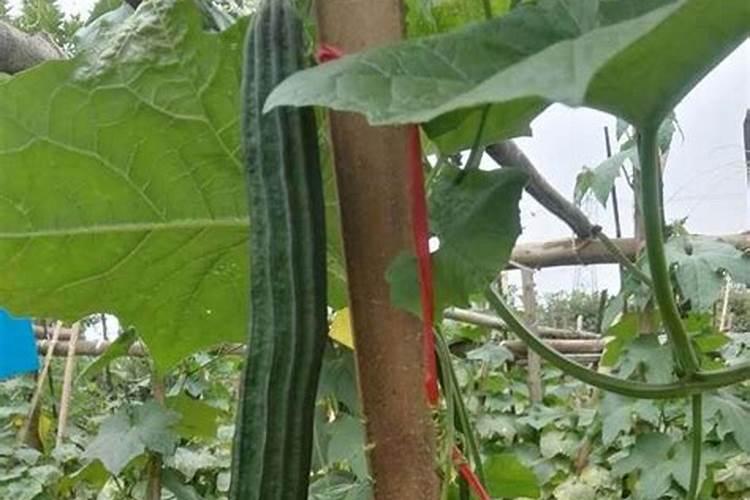 丝瓜用什么肥料比较好 丝瓜用哪些肥料比较好