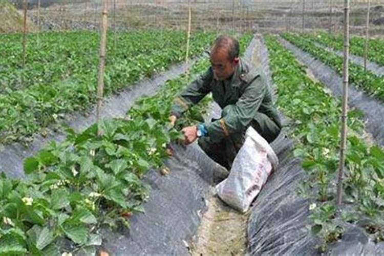草莓肥害补救措施 草莓肥害的典型症状