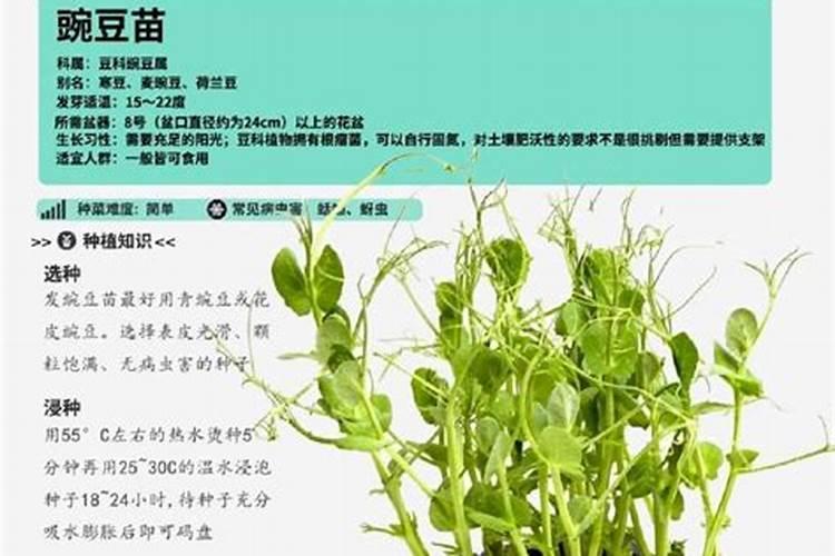 芽豆播种时间是几月份？