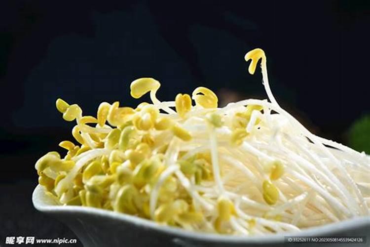 春季芽豆什么时间播种最好