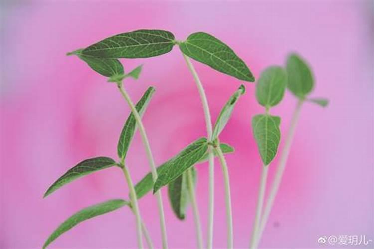 豆芽生长的过程