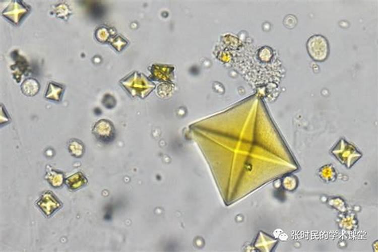 大量元素水溶肥使用方法