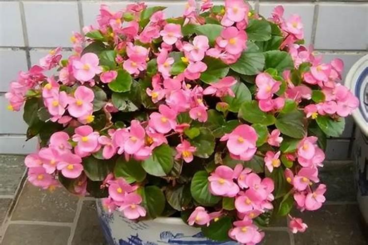 长春花施什么肥最好